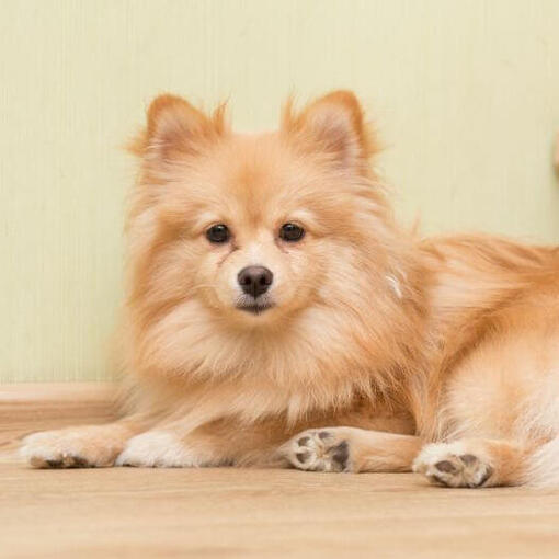 Bruine Mittel Duitse Spitz liggend op de trap