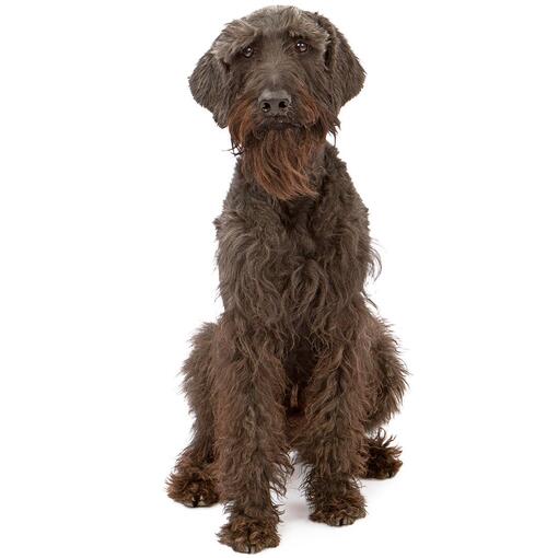 Riesenschnauzer hondenras