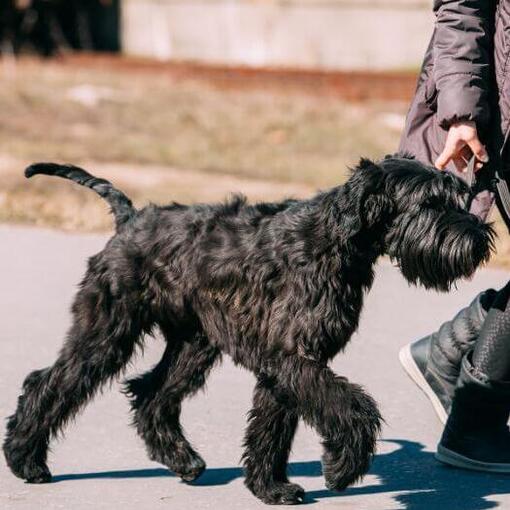 Schnauzer géant marchant en laisse
