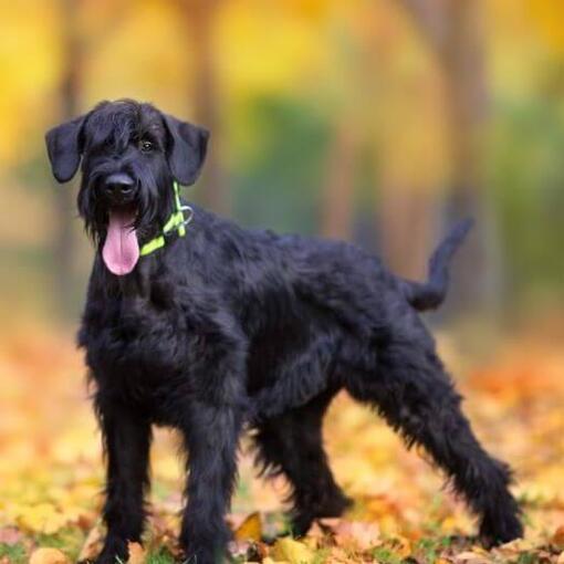 Riesenschnauzer puppy in het herfstbos