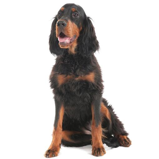 Gordon Setter hondenras