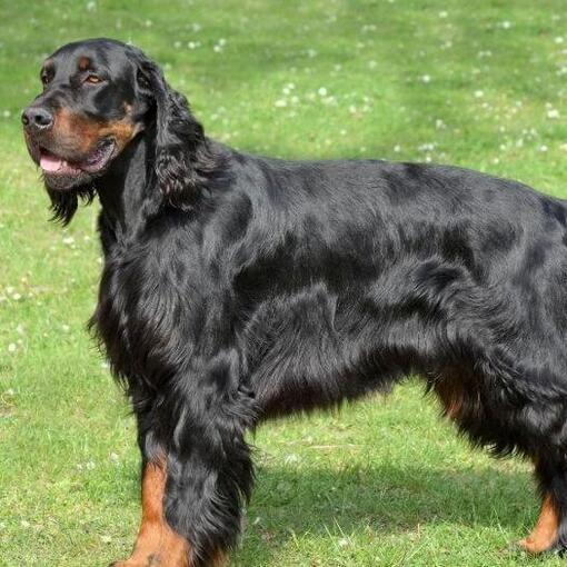 Hond staande op het gras