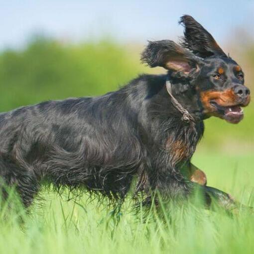 Chien qui court dans l'herbe
