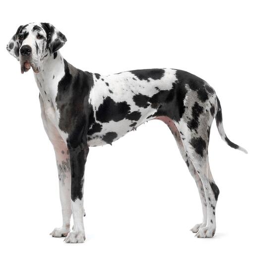 Hondenras Duitse Dog