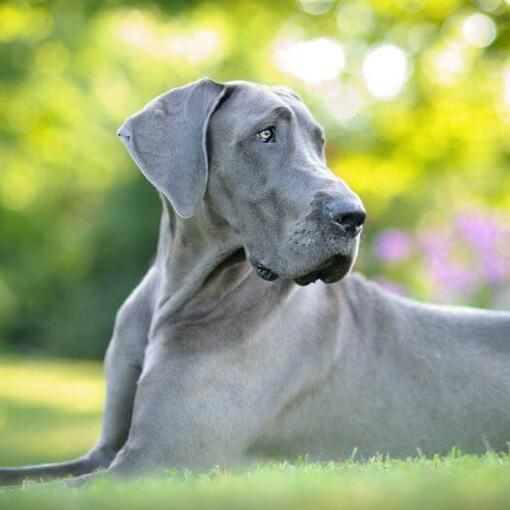 Grijze Duitse Dog liggend op het gras
