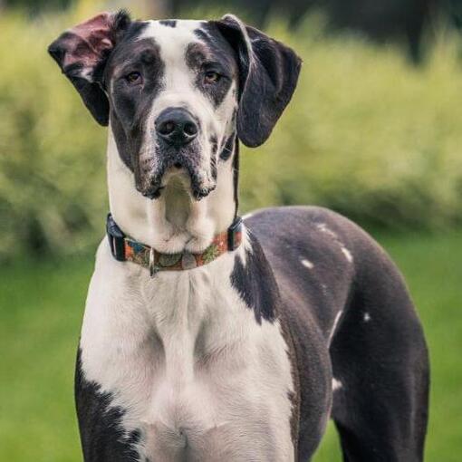 Duitse Dog staande op het gras