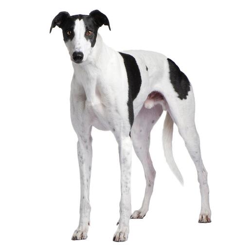 Race de chien lévrier