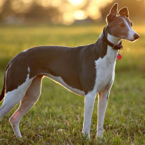 Greyhound staat op een warme zomeravond in het veld