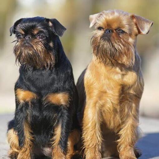 Twee Griffon Bruxellois staan