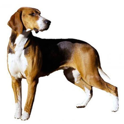 Race de chien Hamiltonstovare