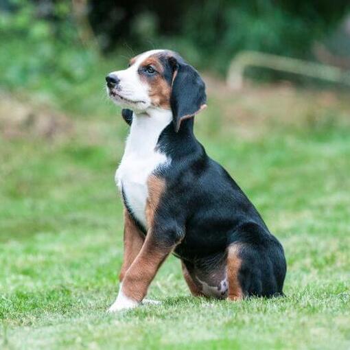 De Hamiltonstovare-puppy staat rechtop in de tuin