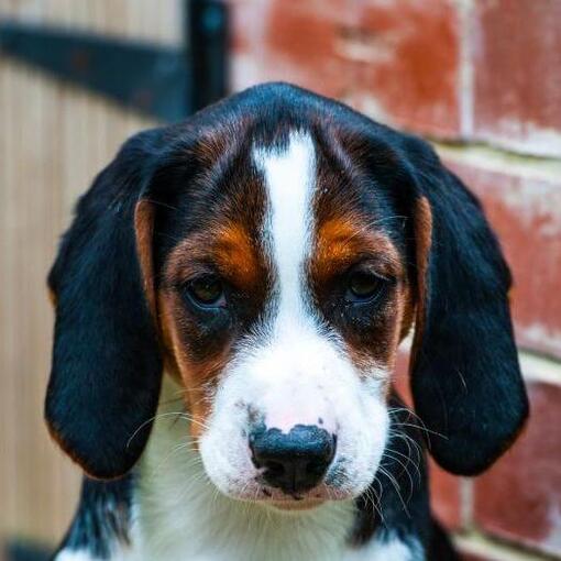 Hamiltonstovare puppy kijkt naar iemand