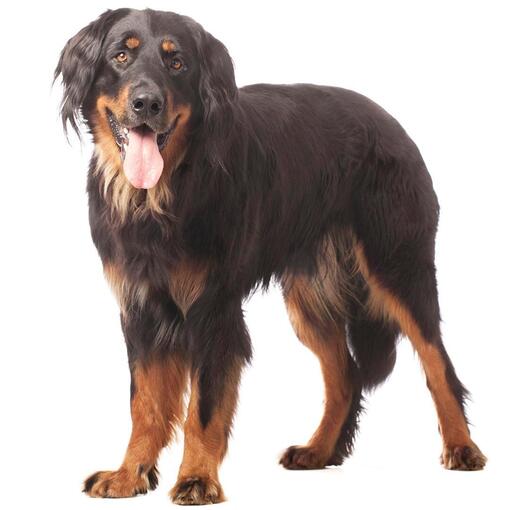 Race de chien Hovawart