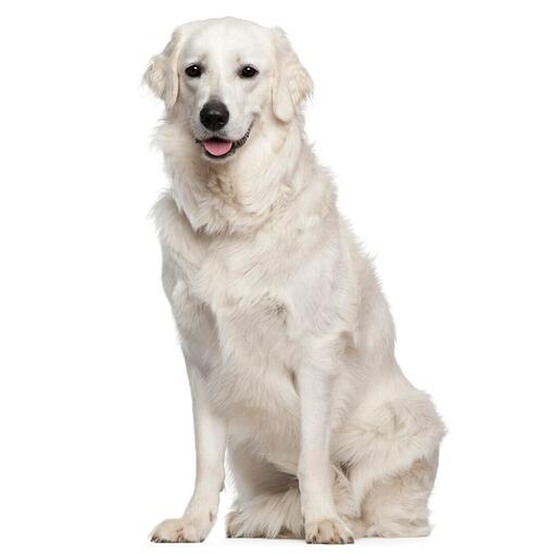 Hongaars Kuvasz hondenras
