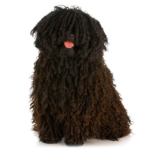 Race de chien Puli hongrois