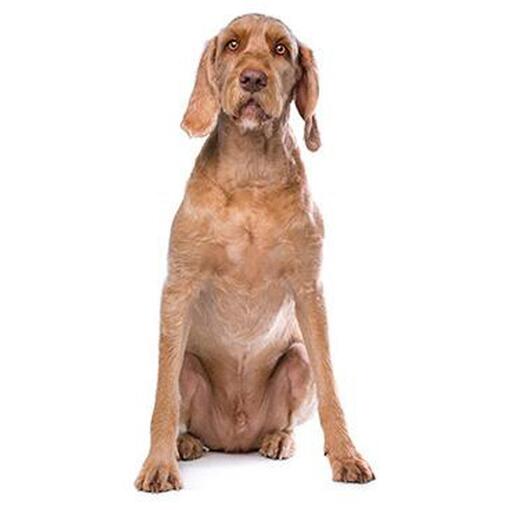 Hongaars draadhaar Vizsla hondenras