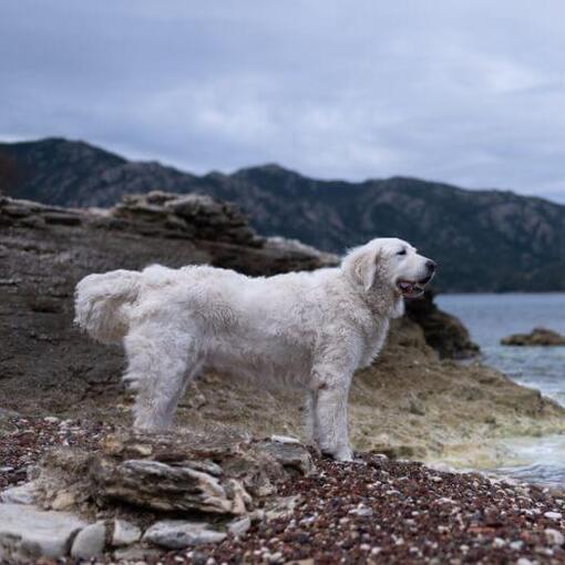 De Hongaarse Kuvasz staat op het strand bij het meer