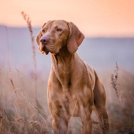 Bruine Vizsla staat op het veld