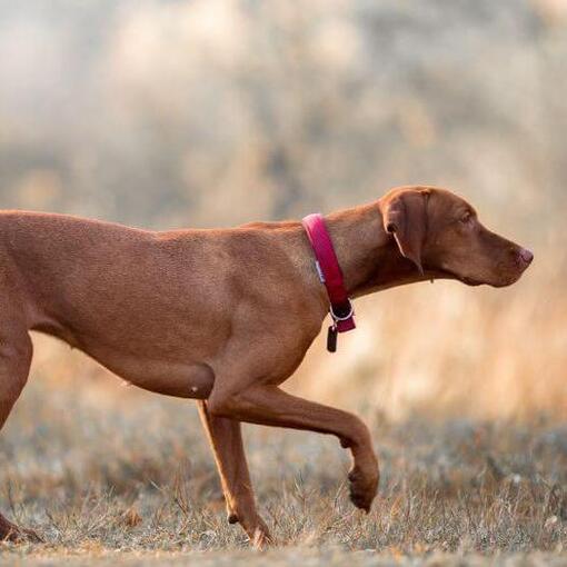 Bruine Vizsla loopt op veld