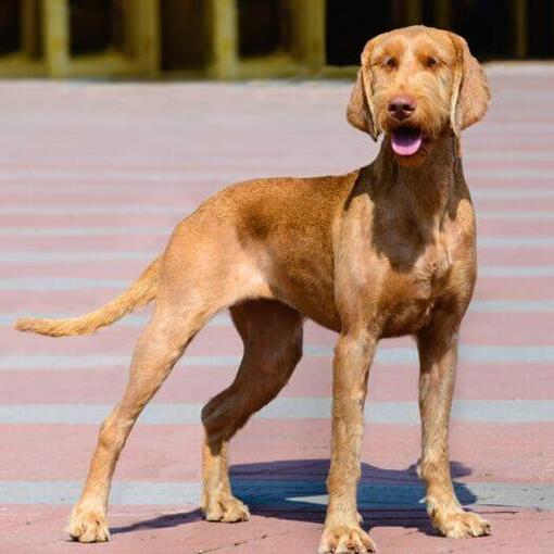Vizsla hongroise aux cheveux durs se promène dans la ville