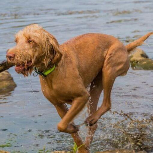 De Hongaarse ruwharige Vizsla speelt en springt in de rivier
