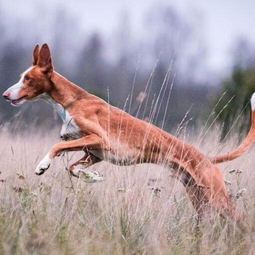 Ibizan Hound springt in het veld