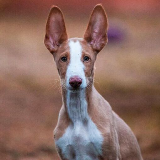 Ibizan Hound houdt iemand in de gaten