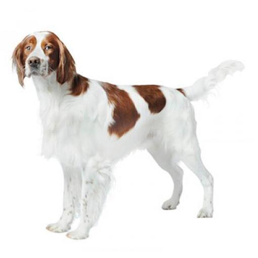 Ierse rood-witte setter hondenras