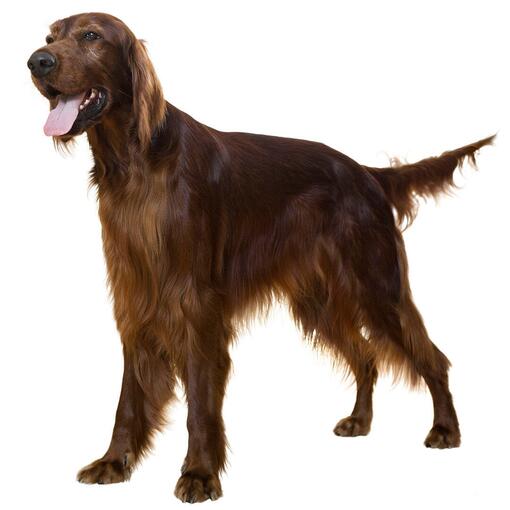 Ierse Setter hondenras