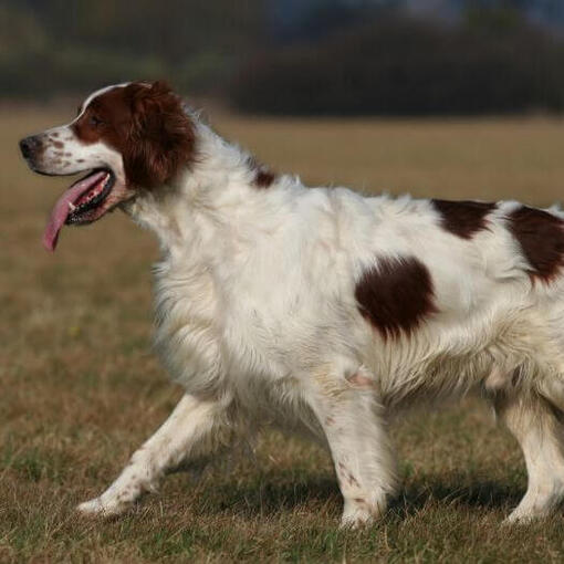 Ierse rood-witte setter rent en speelt in de tuin