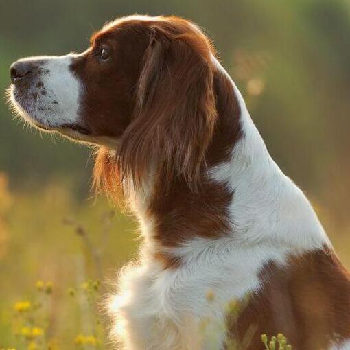 Irish Red & White Setter staat in het bloemenveld