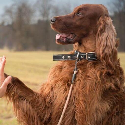 Ierse Setter geeft poot