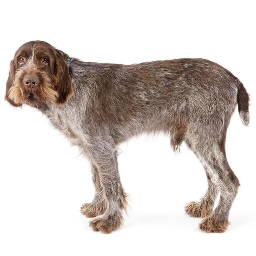 Italiaans Spinone hondenras