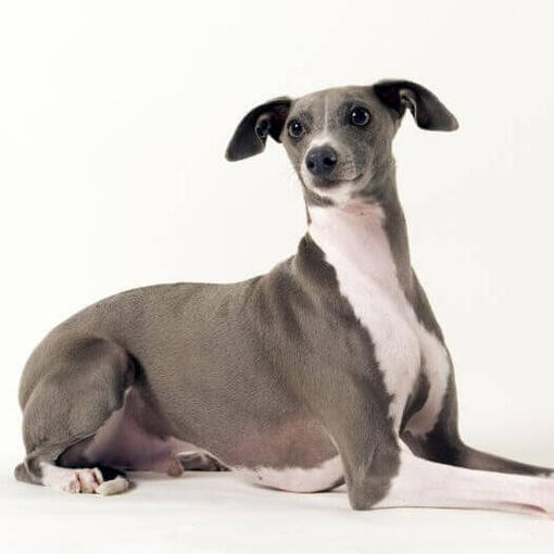 Race de chien lévrier italien