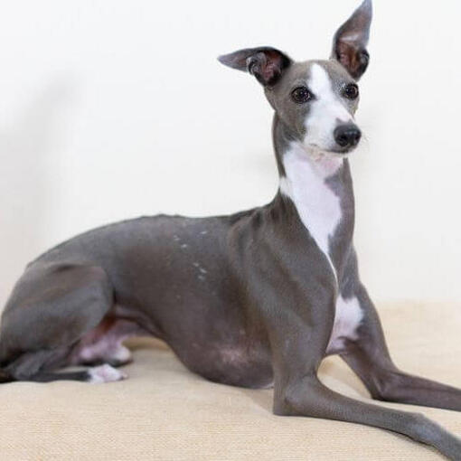 Race de chien lévrier italien