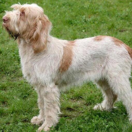 Spinone italien debout sur l’herbe