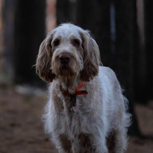 Hond staande in donker bos