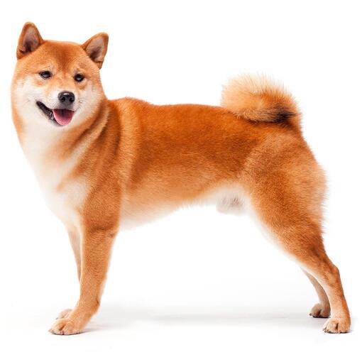 Race de chien Shiba Inu japonais