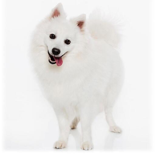 Japanse Spitz hondenras