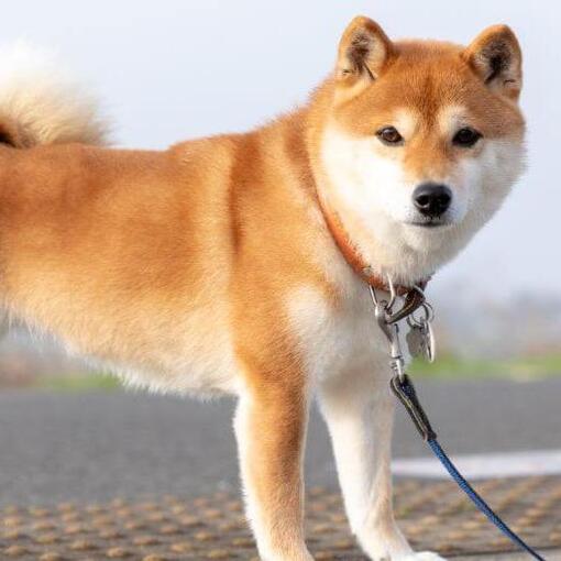 Le Shiba Inu japonais se tient près des champs