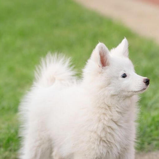 Japanse Spitz die in de verte kijkt