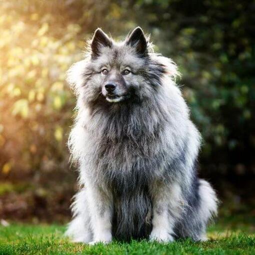 Keeshond staat op de achtertuin
