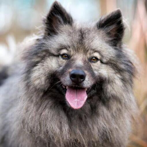 Keeshond met omhoog stekende tong