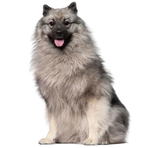 Keeshond hondenras