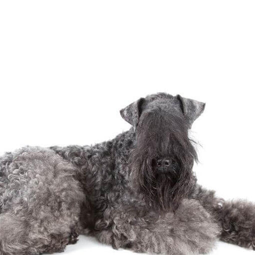 Kerry Blue Terrier poseert voor de camera