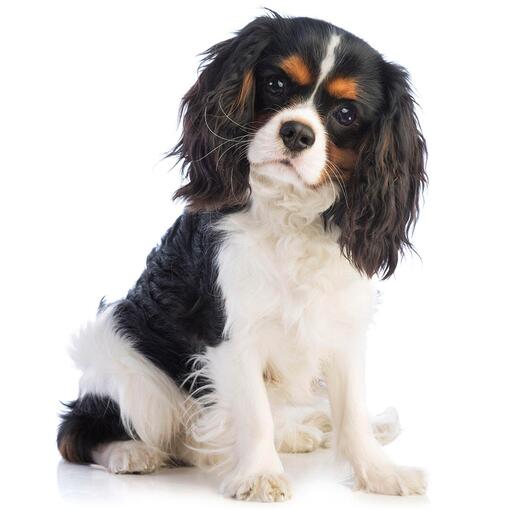Hondenras King Charles-spaniël