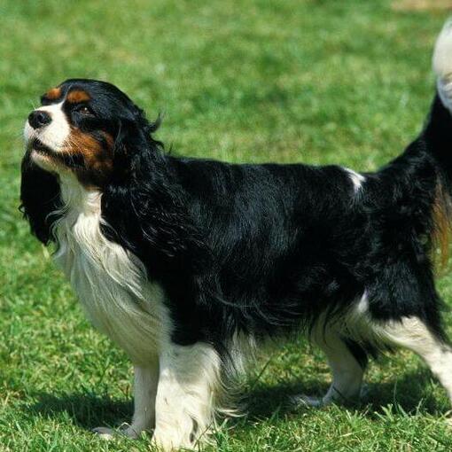 King Charles Spaniel staat op het gras en de wind waait als een vacht