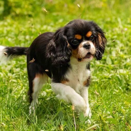 King Charles Spaniel speelt in de tuin