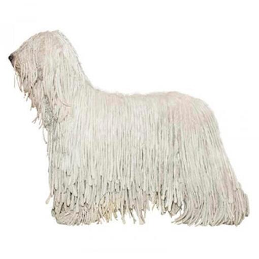 Race de chien Komondor