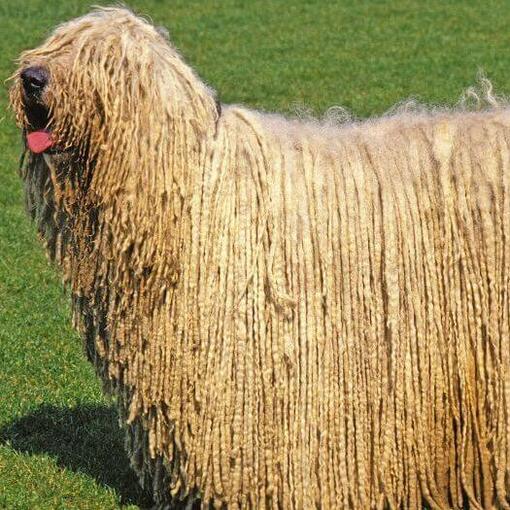 Komondor met omhooggestoken tong